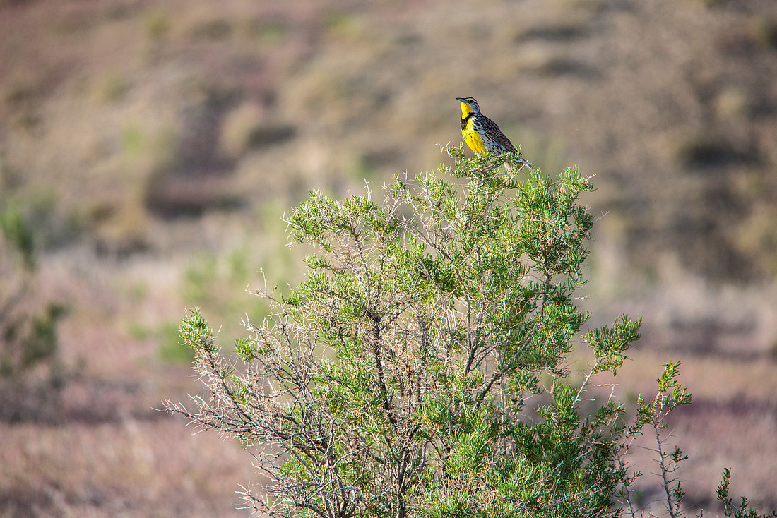 Western Meadowlark - Sturnella neglecta