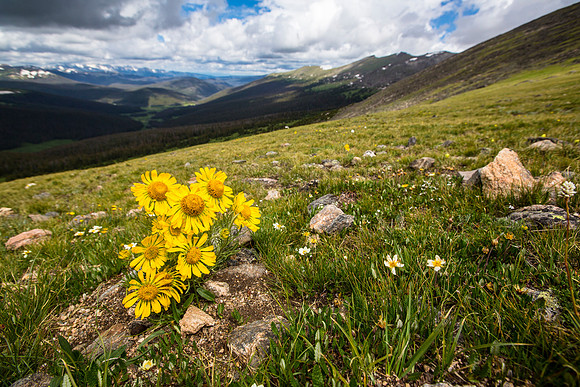 rocky mountain