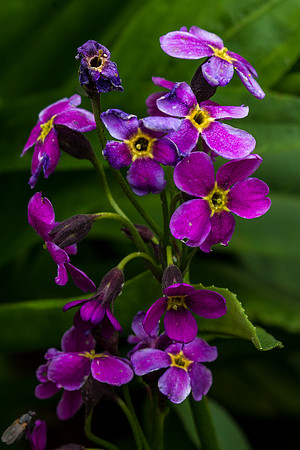 Parry's Primrose - Primula parryi
