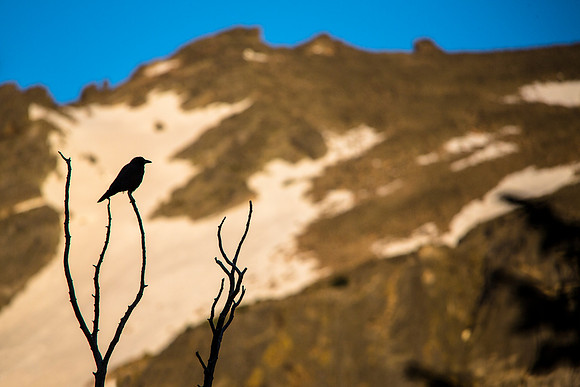 Raven Silhouette