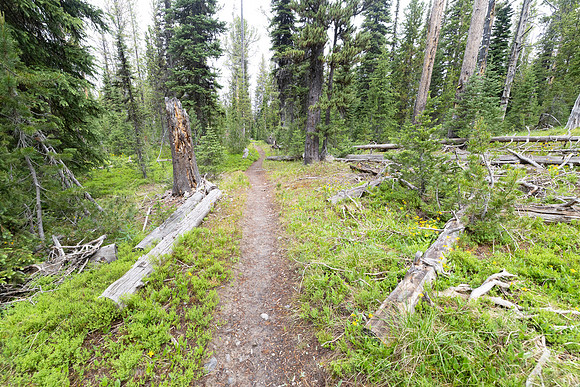 Forest views along the South Shore Shoshone Lake Trail near Gran