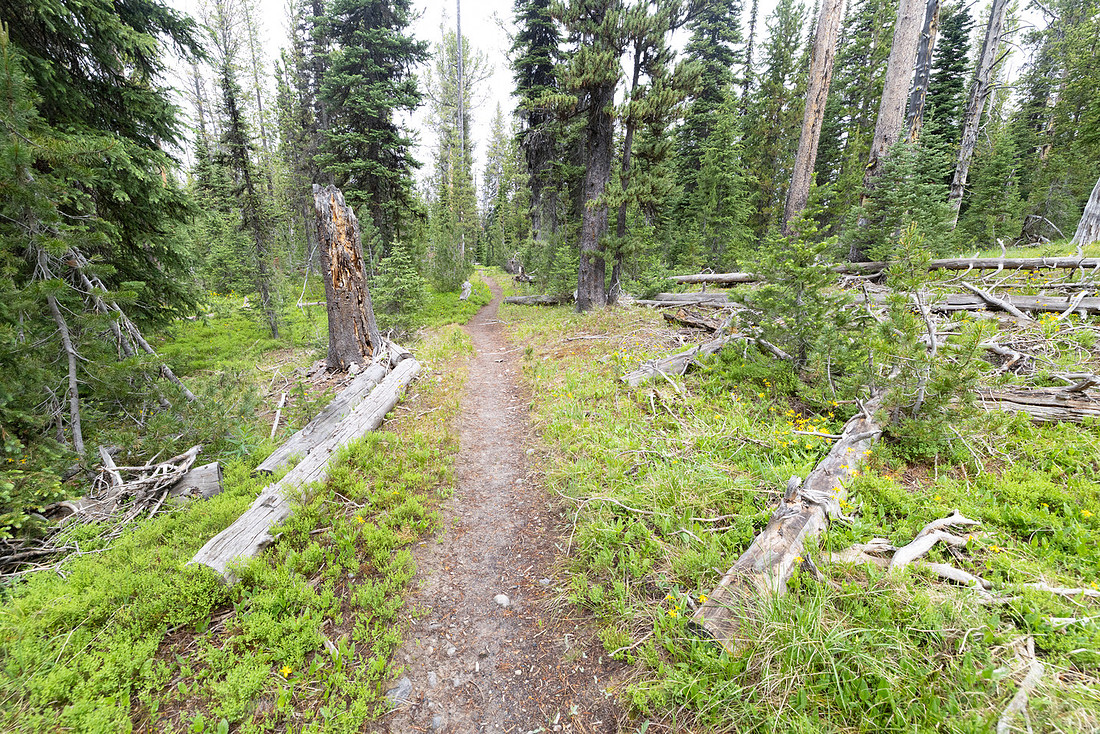 Forest views along the South Shore Shoshone Lake Trail near Gran
