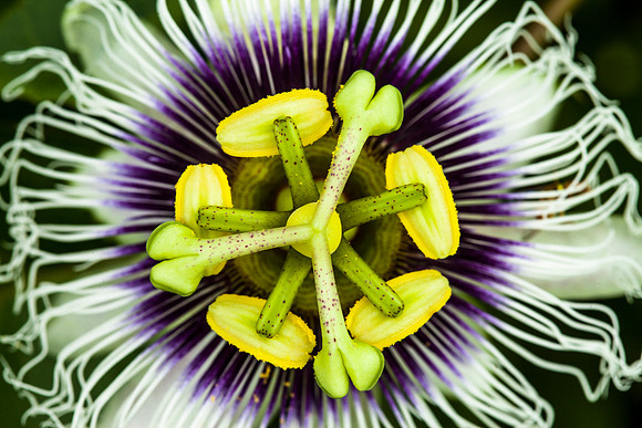 Passion Flower