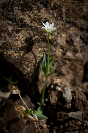 Long-stalked Starwort - Stellaria longipes