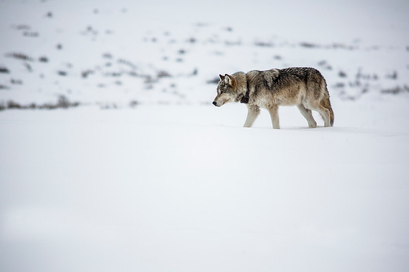 Lone Wolf