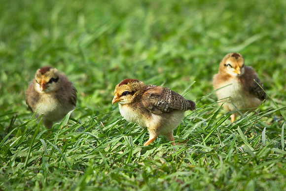 Red Junglefowl Chicks