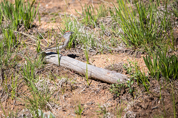 Chipping Sparrow - Spizella passerina