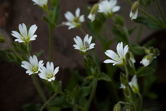 Bearing Sea Chickweed - Cerastium beeringianum