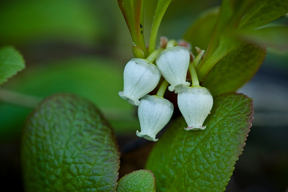 Red Bearberry - Arctostaphylos rubra