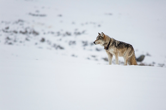 Lone Wolf (2)