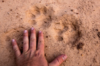 Mountain Lion Tracks
