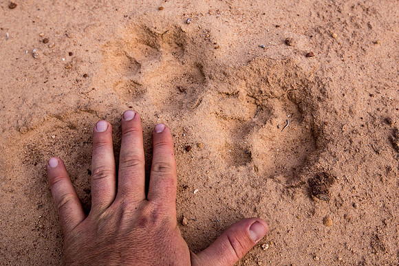 Mountain Lion Tracks