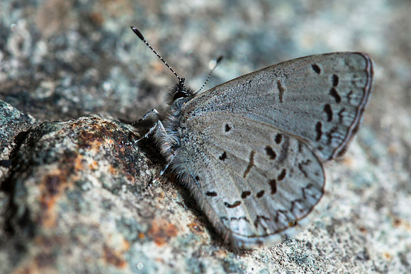 Small Blue