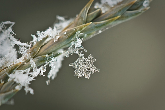 Solitary Snowflake