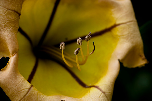 Cup of Gold