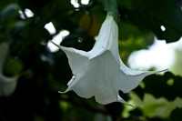 Angel's Trumpets
