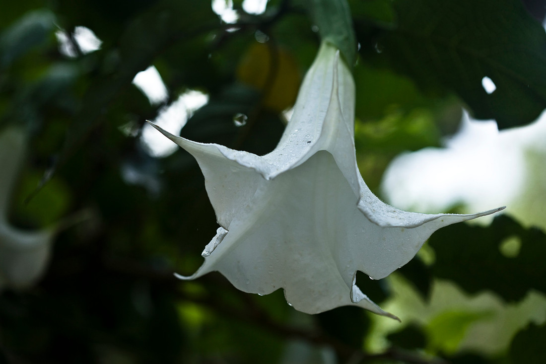 Angel's Trumpets