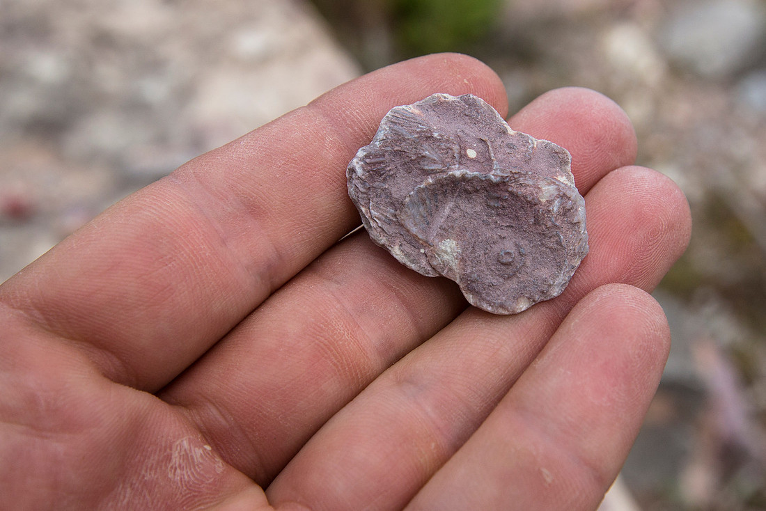Fossilized Ammonite