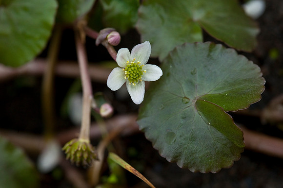 Floating Marsh Marigold - Caltha natans
