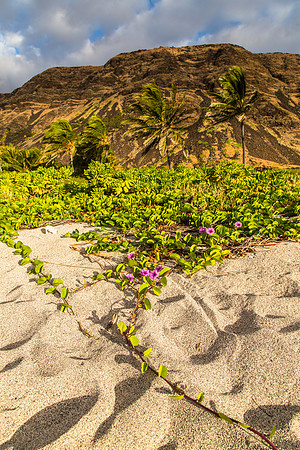 hawaii volcanoes