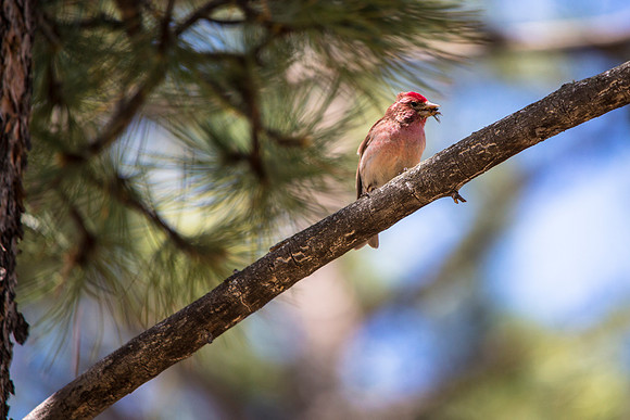 House Finch - Haemorhous mexicanus