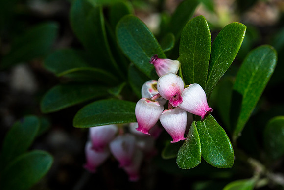 Kinnikinnick - Arctostaphylos uva-ursi