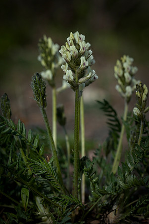 Northern Oxytrope - Oxytropis campestris