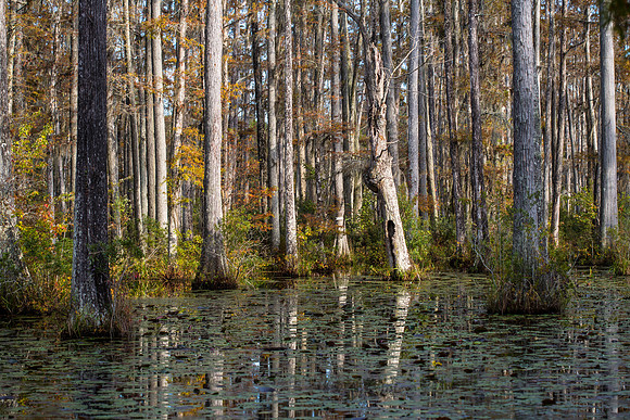 Bald Cypress Swamp