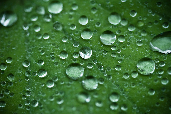 Morning Dew