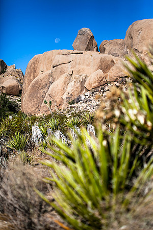 Joshua Tree Moon