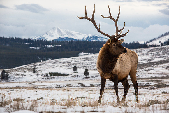 Bull Elk in Blacktail Flats