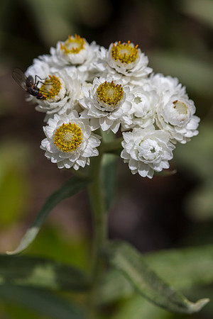 Pearly Everlasting - Anaphalis margaritacea