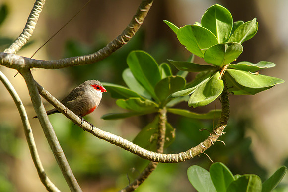 Common Waxbill