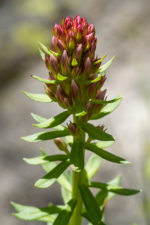 Roseroot - Sedum integrifolium
