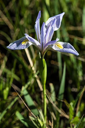 Mountain Iris - Iris missouriensis