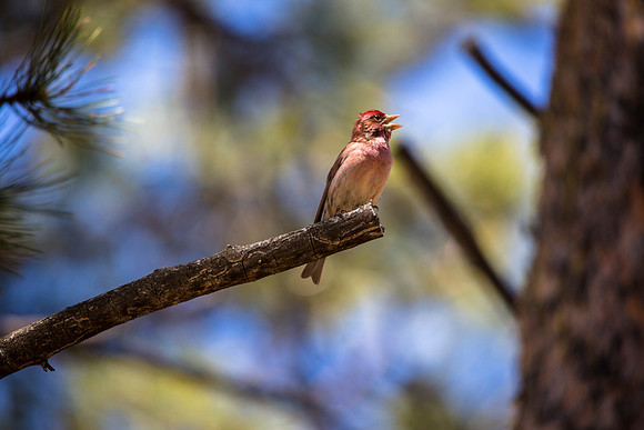 House Finch (3) - Haemorhous mexicanus