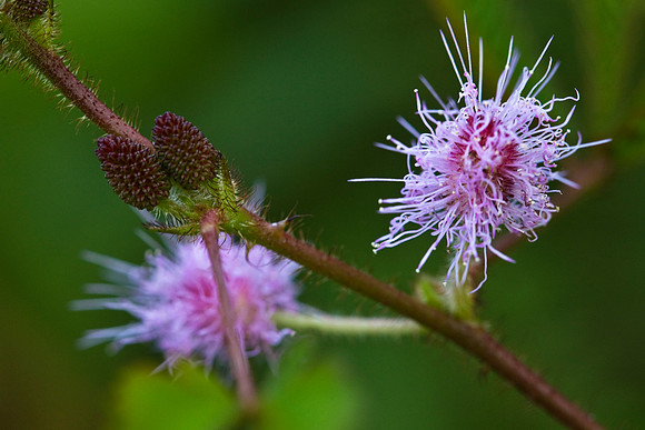 Sensitive Plant Flower