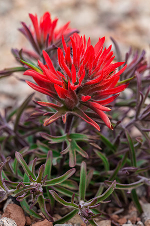 Castilleja chromosa