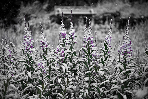 Fresh Snow on Tall Fireweed