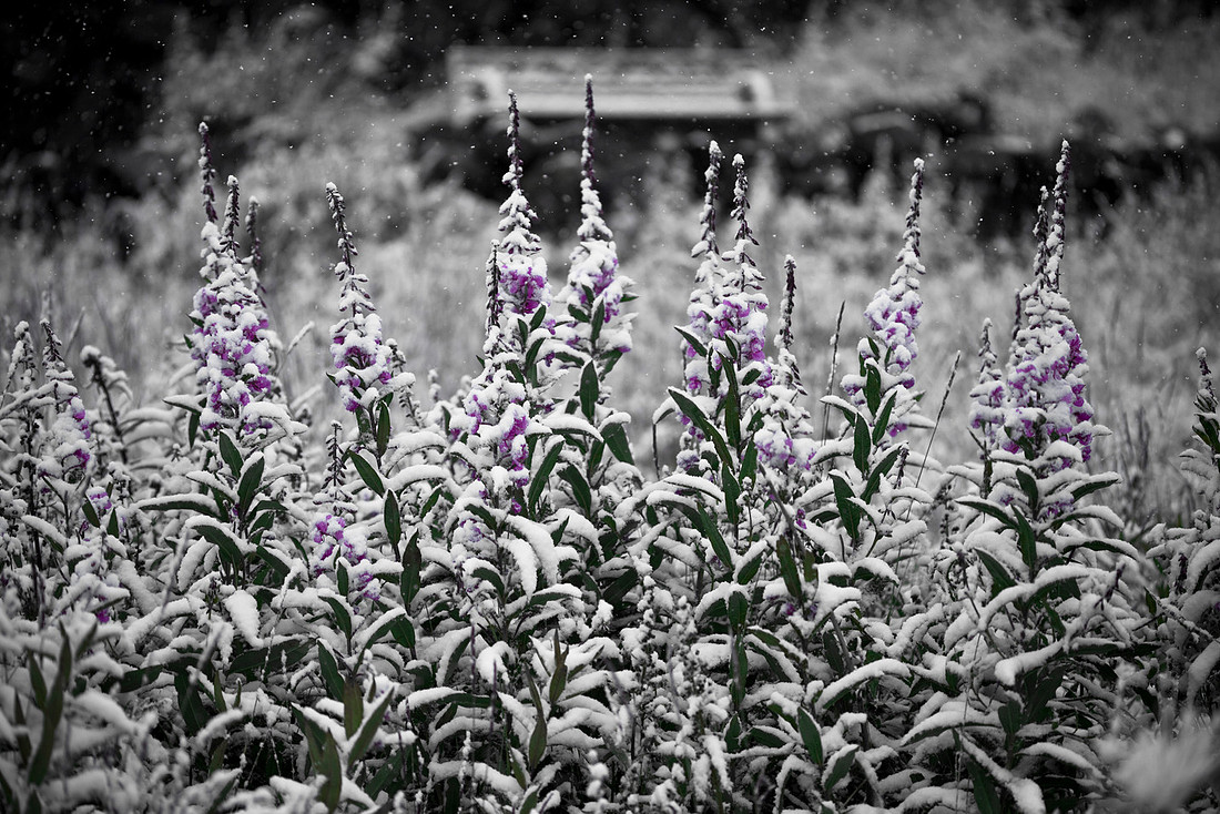 Fresh Snow on Tall Fireweed