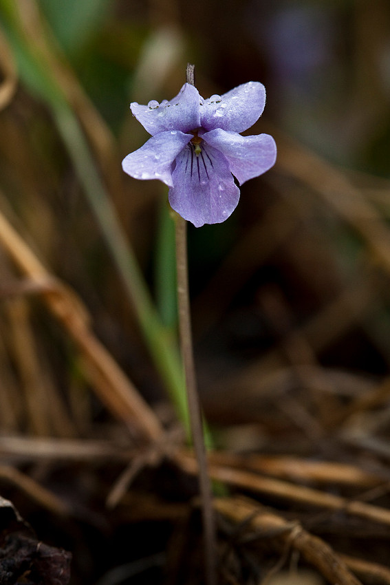 Alaska Violet - Viola langsdorfii