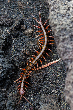 Centipede