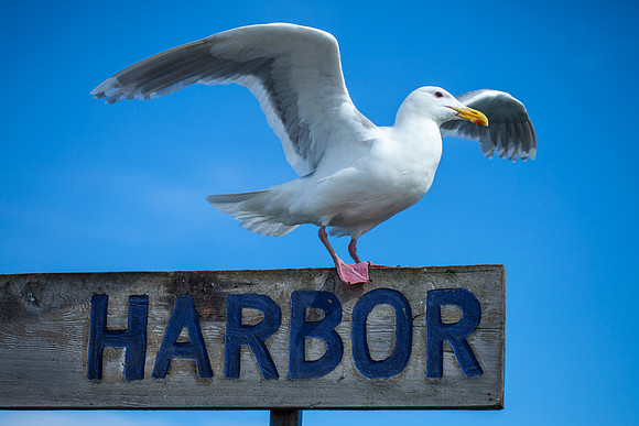 In the Harbor
