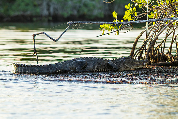 Gator on Point