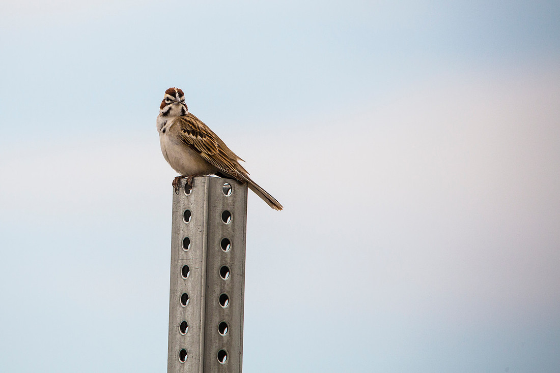 Lark Sparrow - Chondestes grammacus