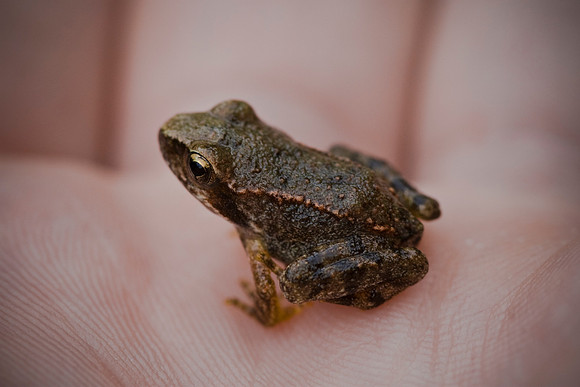 Baby Toad