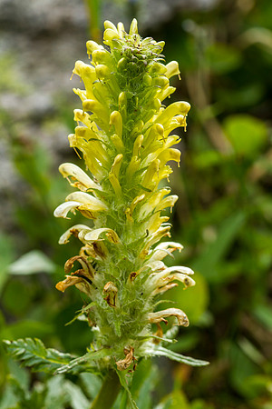 Fern Leaf Lousewort - Pedicularis bracteosa