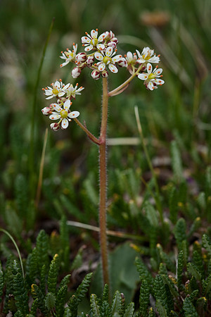 Reflexed Saxifrage - Saxifraga reflexa