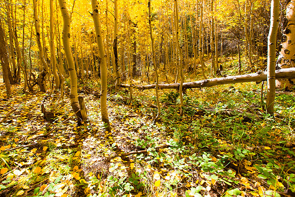 rocky mountain