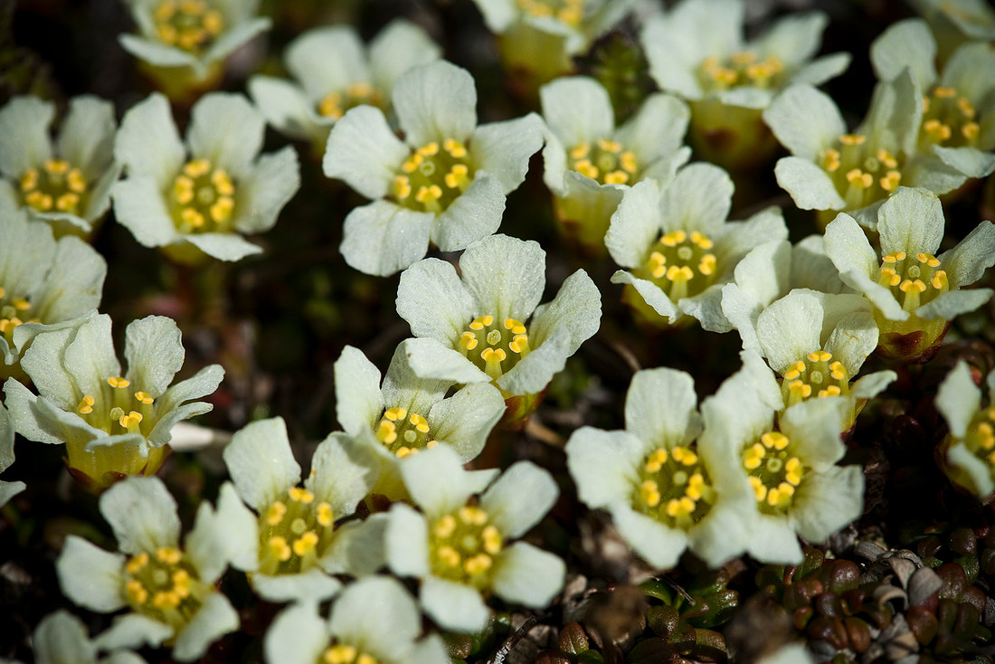 Lapland Diapensia - Diapensia lapponica